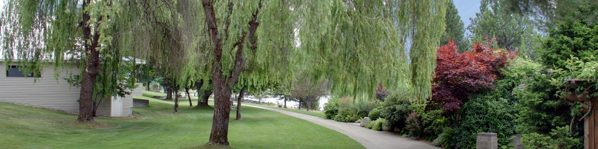 lush pathway, with flowers and willow tree