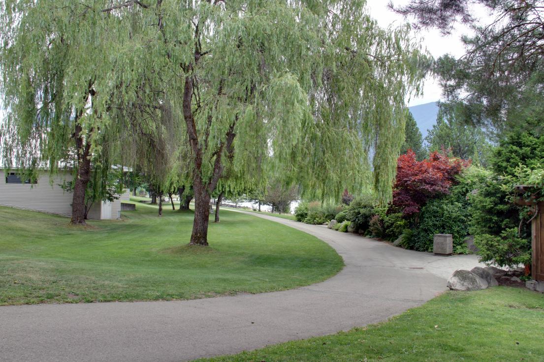 lush pathway, with flowers and willow tree