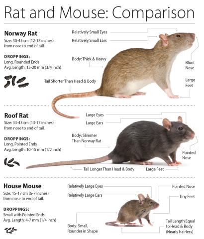 Rat and mouse comparison poster. The poster details the differences between Norway rats, roof rats, and house mice.